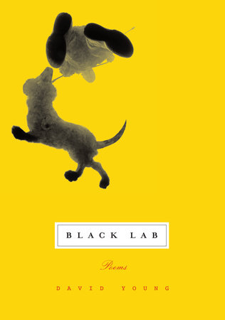 Black Lab by David Young