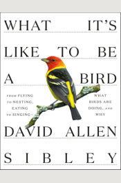 What It's Like to Be a Bird