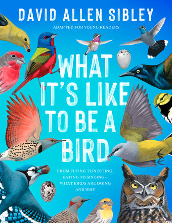 What It's Like to Be a Bird (Adapted for Young Readers) by David Allen Sibley