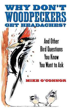 Why Don't Woodpeckers Get Headaches? by Mike O'Connor