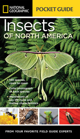 National Geographic Pocket Guide to Insects of North America by Arthur V. Evans