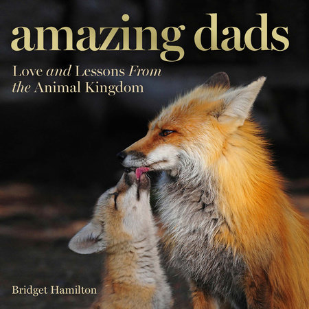 Amazing Dads by Bridget Hamilton
