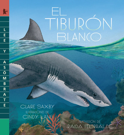 El tiburón blanco by Claire Saxby; Illustrated by Cindy Lane