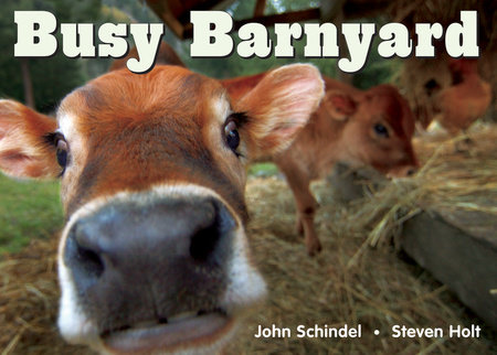 Busy Barnyard by John Schindel
