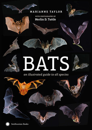 Bats by Marianne Taylor