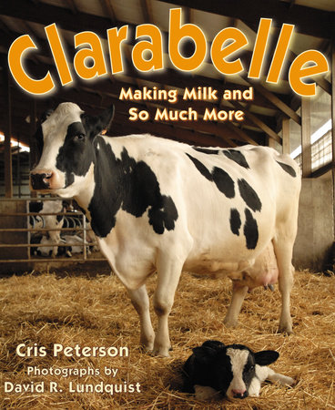 Clarabelle by Cris Peterson